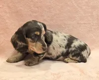 AKC Lexi choc dapple, a female Miniature Dachshund for sale in Carthage, MO – Photo 4 of 8