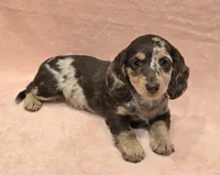AKC Lexi choc dapple, a female Miniature Dachshund for sale in Carthage, MO – Photo 5 of 8