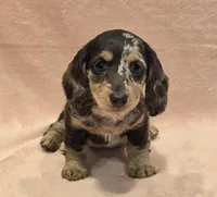 AKC Lexi choc dapple, a female Miniature Dachshund for sale in Carthage, MO – Photo 2 of 8