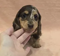 AKC Lexi choc dapple, a female Miniature Dachshund for sale in Carthage, MO – Photo 3 of 8