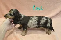 AKC Lexi choc dapple, a female Miniature Dachshund for sale in Carthage, MO – Photo 6 of 8