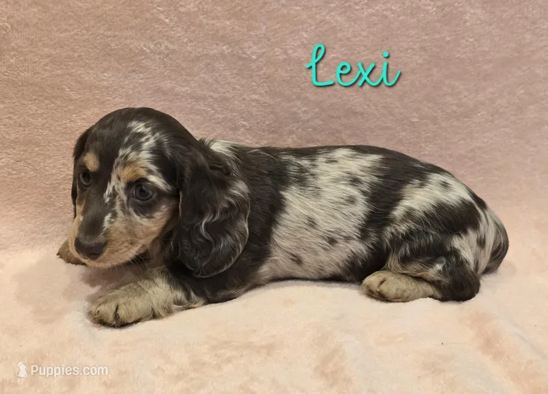AKC Lexi choc dapple – Miniature Dachshund puppy for sale in Carthage, MO