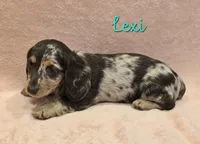 AKC Lexi choc dapple, a female Miniature Dachshund for sale in Carthage, MO – Photo 1 of 8