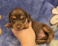 AKC Bailey choc/tn LH, a female Miniature Dachshund for sale in Carthage, MO – 2 of 6