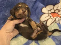 AKC Bailey choc/tn LH, a female Miniature Dachshund for sale in Carthage, MO – 4 of 6