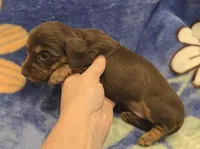 AKC Bailey choc/tn LH, a female Miniature Dachshund for sale in Carthage, MO – 3 of 6
