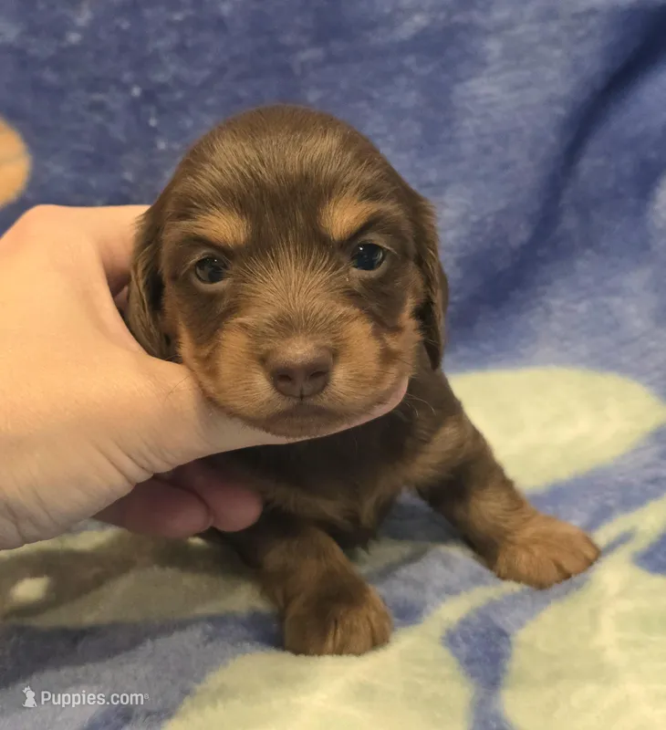AKC Bailey choc/tn LH – Miniature Dachshund puppy for sale in Carthage, MO