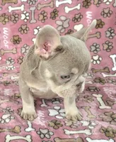 Luna isabella , a female French Bulldog for sale in Carthage, MO – 2 of 2