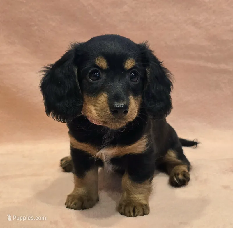 AKC Molly LH – Miniature Dachshund puppy for sale in Carthage, MO