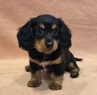 AKC Molly LH, a female Miniature Dachshund for sale in Carthage, MO – Photo 1 of 7