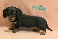 AKC Molly LH, a female Miniature Dachshund for sale in Carthage, MO – Photo 5 of 7