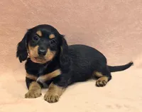 AKC Molly LH, a female Miniature Dachshund for sale in Carthage, MO – Photo 2 of 7