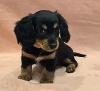 AKC Molly LH, a female Miniature Dachshund for sale in Carthage, MO – Photo 3 of 7