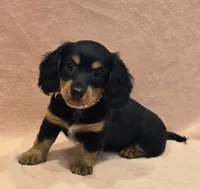 AKC Molly LH, a female Miniature Dachshund for sale in Carthage, MO – Photo 4 of 7