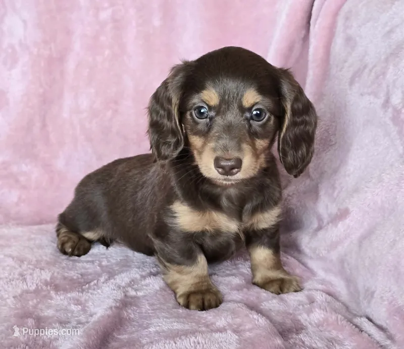 AKC Jenny Choc/Tn LH – Miniature Dachshund puppy for sale in Carthage, MO