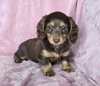 **pending** AKC Jenny Choc/Tn LH, a female Miniature Dachshund for sale in Carthage, MO – 1 of 6