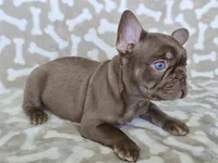 Reduced Sergio chocolate, a male French Bulldog for sale in Carthage, MO – Photo 2 of 7