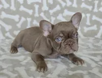 Reduced Sergio chocolate, a male French Bulldog for sale in Carthage, MO – Photo 4 of 7