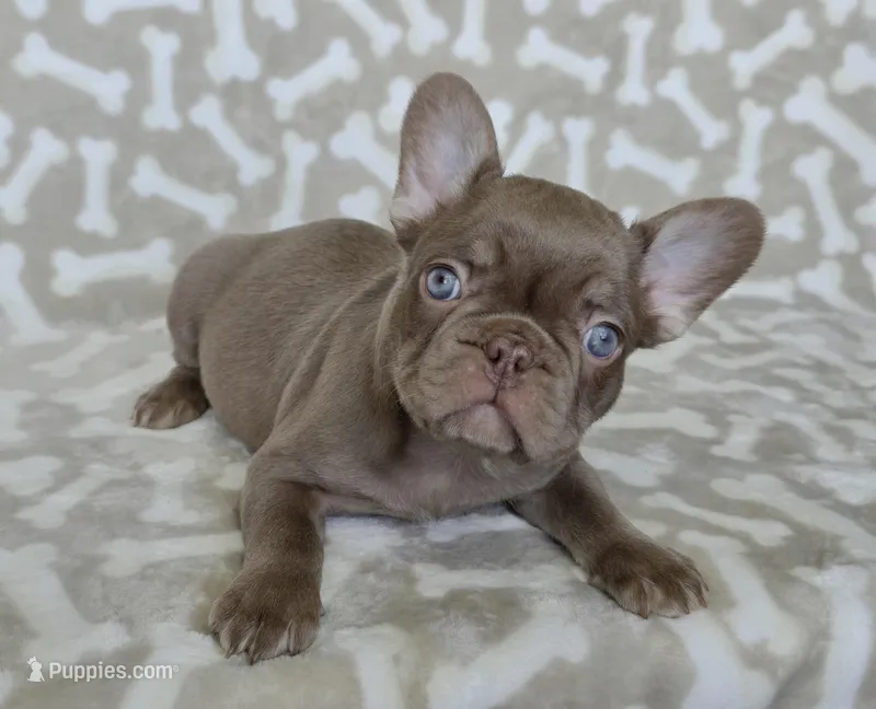 Reduced Sergio chocolate