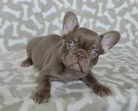 Reduced Sergio chocolate, a male French Bulldog for sale in Carthage, MO – Photo 1 of 7