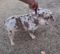 Reduced Sergio chocolate, a male French Bulldog for sale in Carthage, MO – Photo 7 of 7