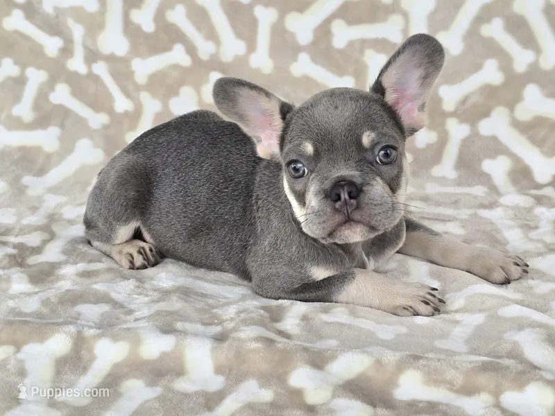 Lilac and tan Boy  – French Bulldog puppy for sale in Carthage, MO