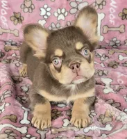 Penny rojo fluffy , a female French Bulldog for sale in Carthage, MO – 4 of 7