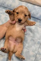 AKC Dutton LH, a male Miniature Dachshund for sale in Carthage, MO – 4 of 6
