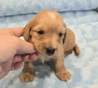 AKC Dutton LH, a male Miniature Dachshund for sale in Carthage, MO – 2 of 6