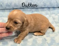 AKC Dutton LH, a male Miniature Dachshund for sale in Carthage, MO – 3 of 6