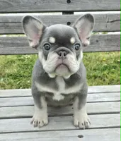 Lilac & tan Cobalt , a male French Bulldog for sale in Carthage, MO – 8 of 9