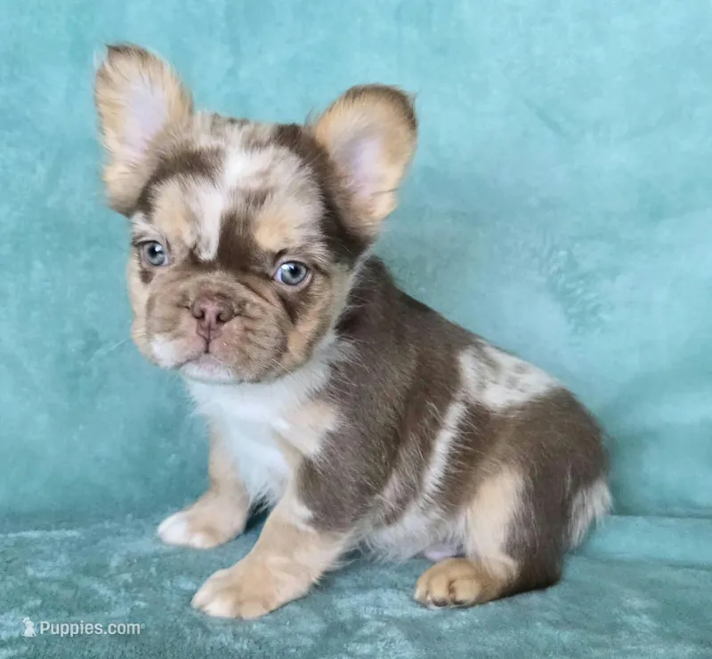 Akc rojo merle fluffy "Dibs" – French Bulldog puppy for sale in Carthage, MO
