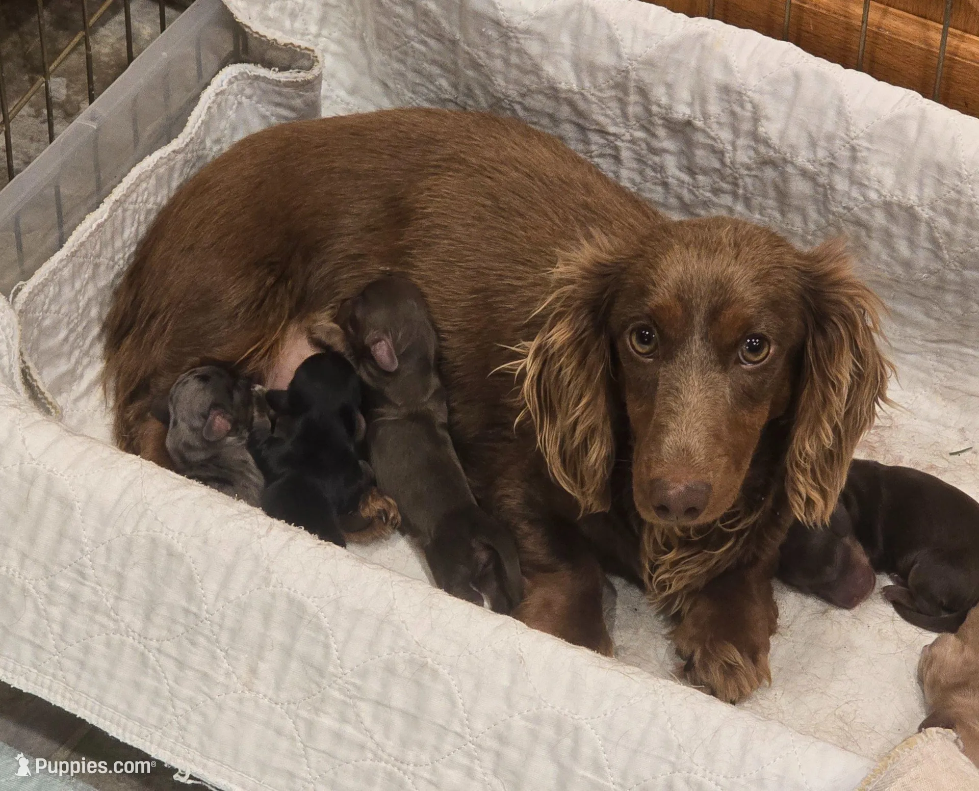 AKC Lottie Dapple LH, a female Miniature Dachshund for sale in Carthage, MO – 6 of 7
