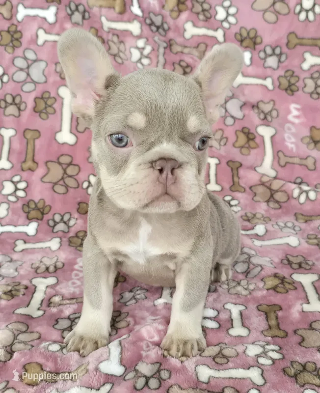 Luna isabella  – French Bulldog puppy for sale in Carthage, MO