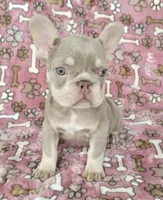 Luna isabella , a female French Bulldog for sale in Carthage, MO – 1 of 2