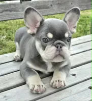 Lilac & tan Cobalt , a male French Bulldog for sale in Carthage, MO – 4 of 9