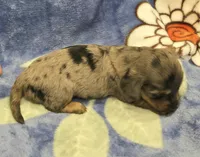 AKC Lottie Dapple LH, a female Miniature Dachshund for sale in Carthage, MO – 4 of 7