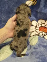 AKC Lottie Dapple LH, a female Miniature Dachshund for sale in Carthage, MO – 3 of 7