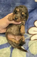 AKC Lottie Dapple LH, a female Miniature Dachshund for sale in Carthage, MO – 2 of 7