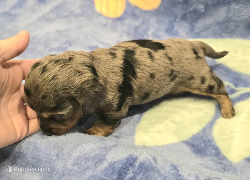 AKC Lottie Dapple LH – Miniature Dachshund puppy for sale in Carthage, MO