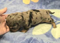 AKC Lottie Dapple LH, a female Miniature Dachshund for sale in Carthage, MO – 1 of 7
