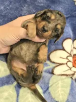 AKC Lottie Dapple LH, a female Miniature Dachshund for sale in Carthage, MO – 5 of 7