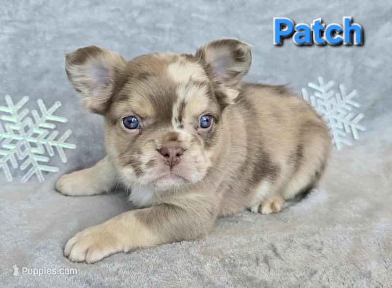 Patch fluffy choc merle
