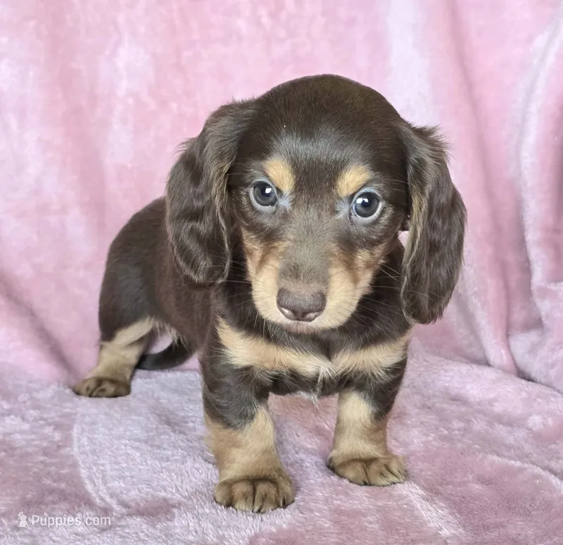 AKC Bailey choc/tn LH – Miniature Dachshund puppy for sale in Carthage, MO