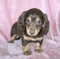 AKC Bailey choc/tn LH, a female Miniature Dachshund for sale in Carthage, MO – 1 of 6
