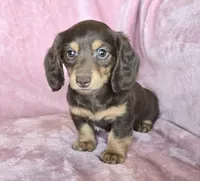 AKC Bailey choc/tn LH, a female Miniature Dachshund for sale in Carthage, MO – 4 of 6