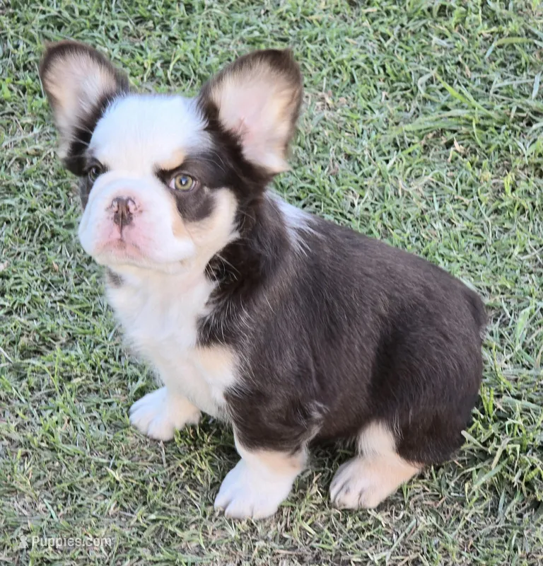 AKC rojo Panda/husky Rolo – French Bulldog puppy for sale in Carthage, MO