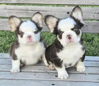 AKC rojo Panda/husky Rolo, a male French Bulldog for sale in Carthage, MO – Photo 3 of 3