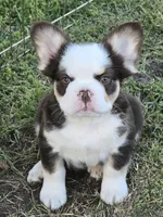 AKC rojo Panda/husky Rolo, a male French Bulldog for sale in Carthage, MO – Photo 2 of 3