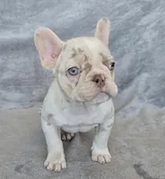 Quincy isabella and tan merle, a female French Bulldog for sale in Carthage, MO – Photo 5 of 10